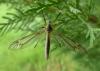 Tipula vernalis